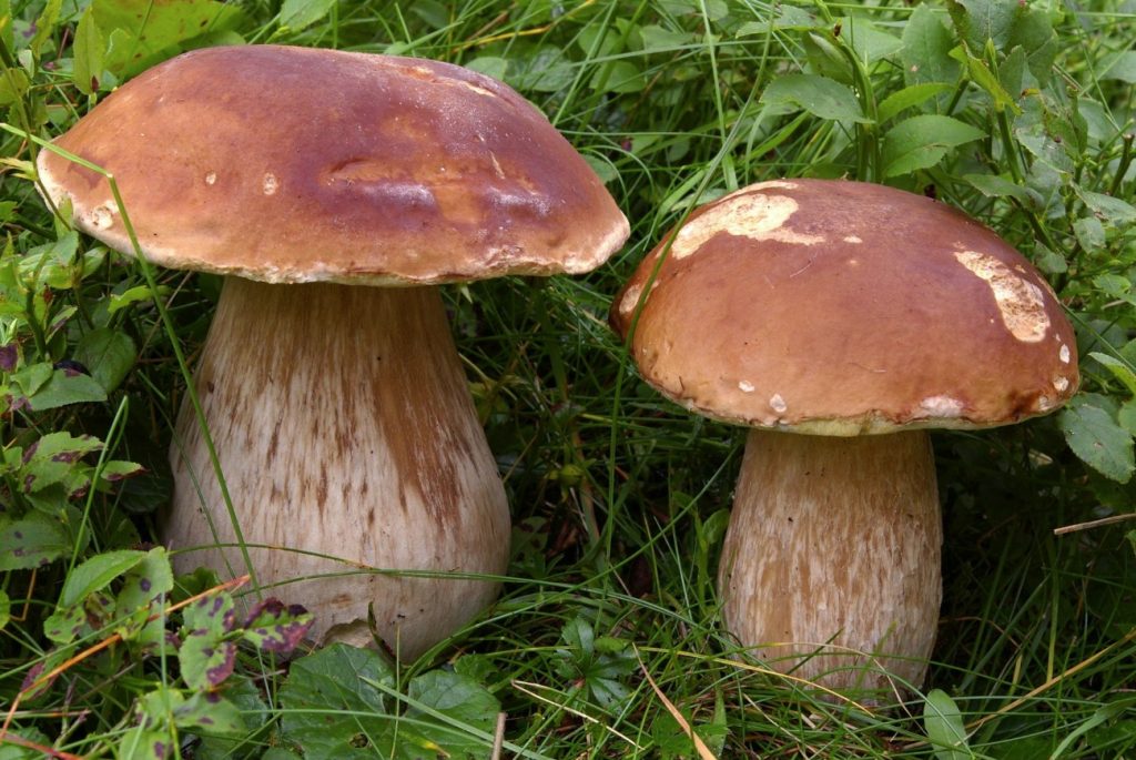 Occhio ai funghi che raccogliete: ecco dove consultare gli esperti dell’ASL