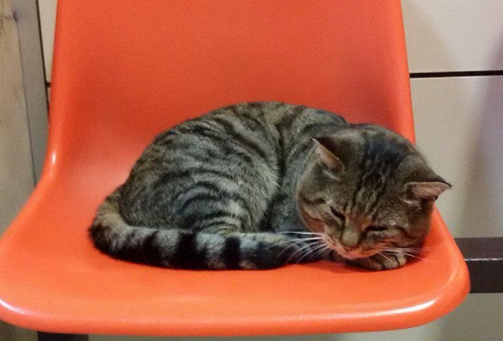 Gatto Romeo, la Difesa degli Animali denuncia il direttore sanitario dell’Asl