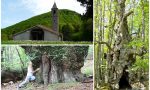 In gita al castagno gigante di Molini di Triora: al suo interno 40 persone