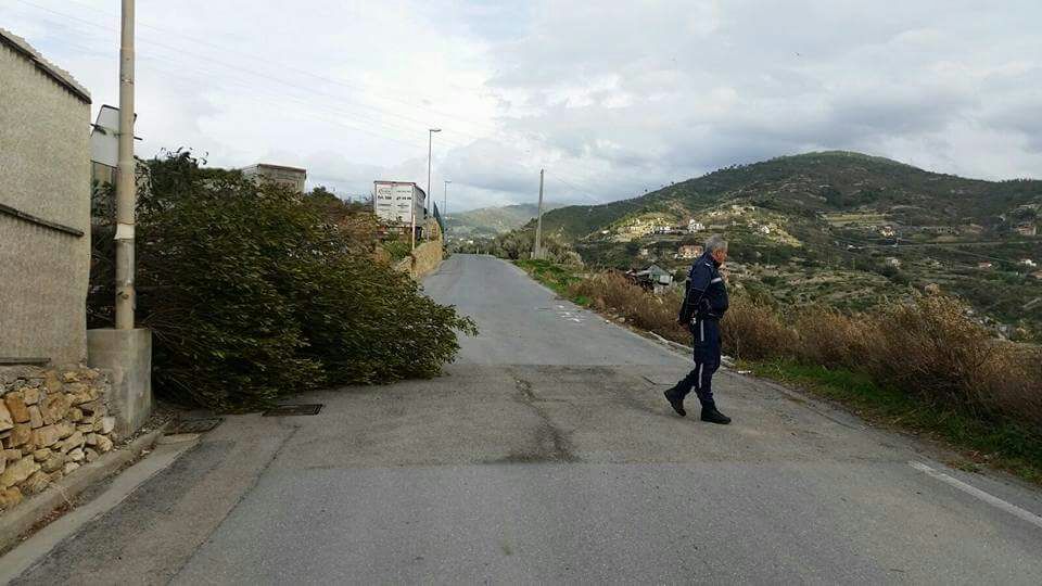 Bordighera Albero caduto