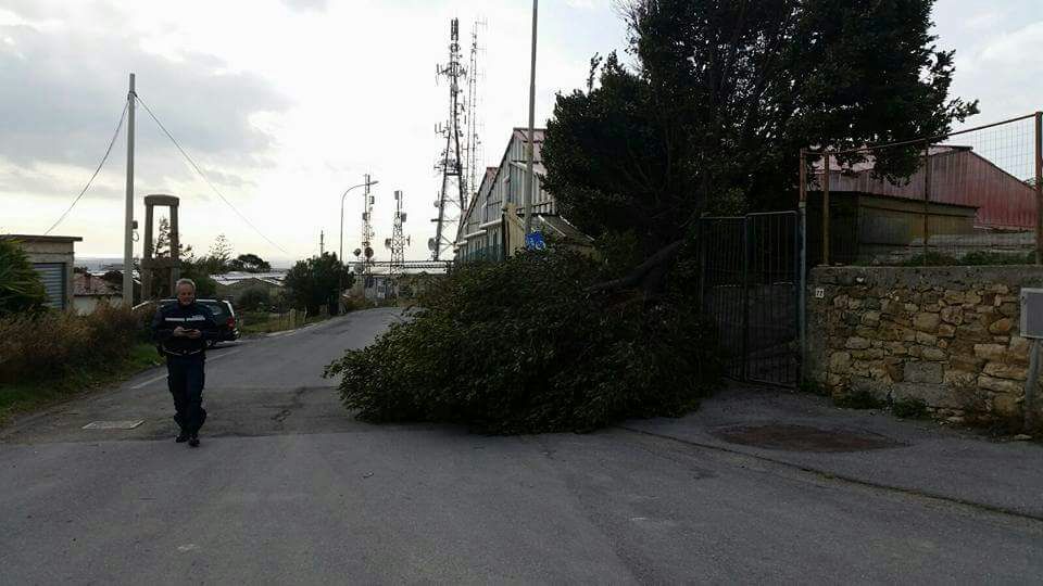 Bordighera albero caduto 01