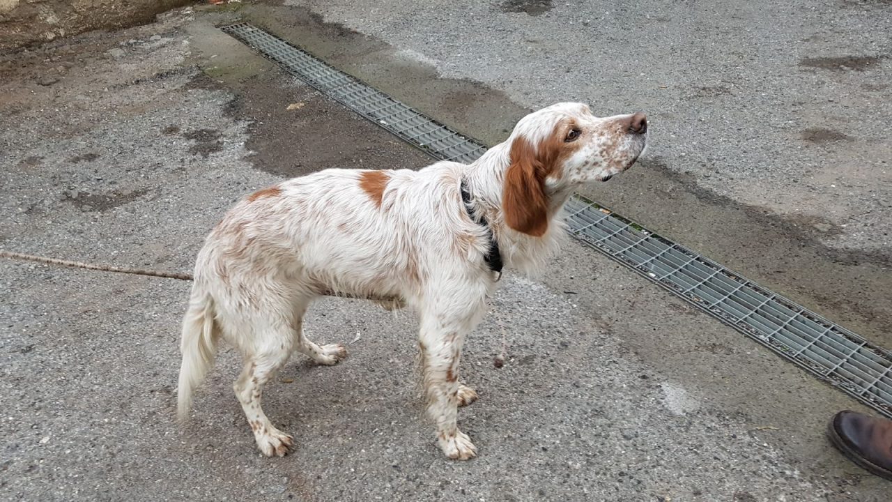 Rangers d’Italia salvano un cane scivolato nel torrente