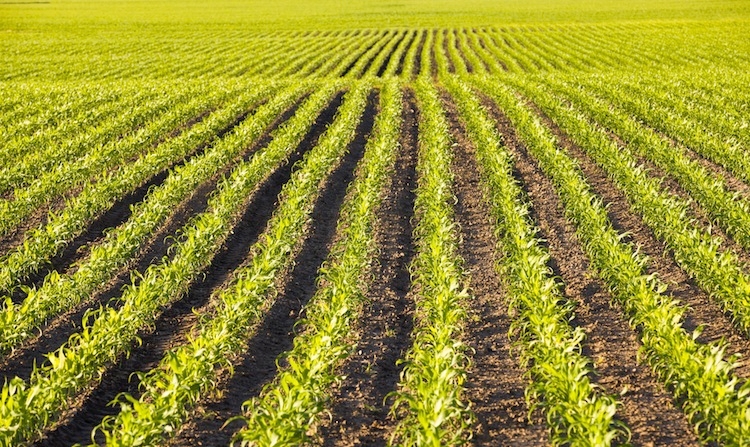 Pronto bando per lo sviluppo delle infrastrutture agricole nell’Imperiese