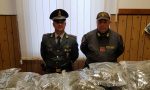 Cani antidroga Cally e Taca fiutano 42 kg di marijuana alla frontiera. Nei guai due corrieri