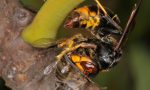 Numeri in calo, ma resta alta l'attenzione per l'emergenza vespa velutina