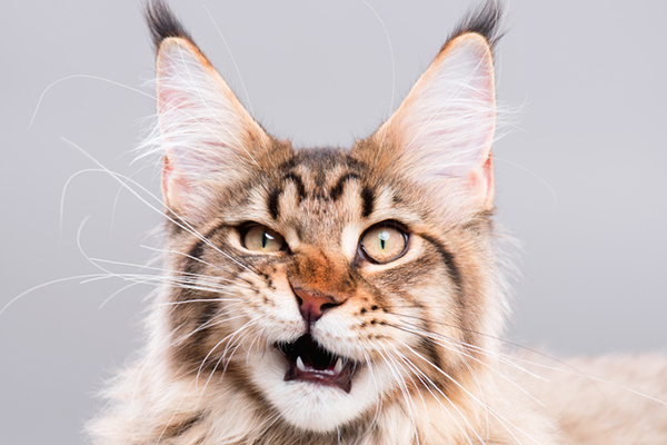 Oggi è la festa nazionale del gatto