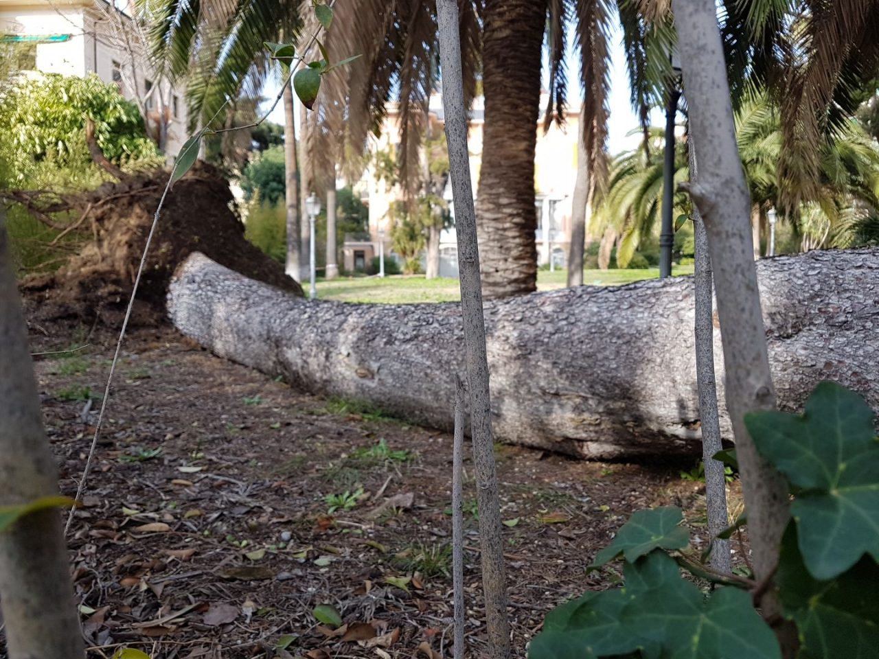 Crolla pino nel parco di Villa Nobel