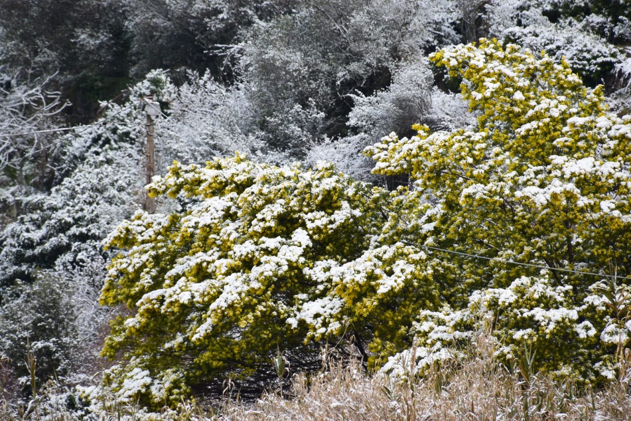 Neve e ghiaccio nel Ponente: Coldiretti chiede lo stato di calamità naturale