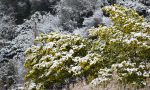 Neve e ghiaccio nel Ponente: Coldiretti chiede lo stato di calamità naturale