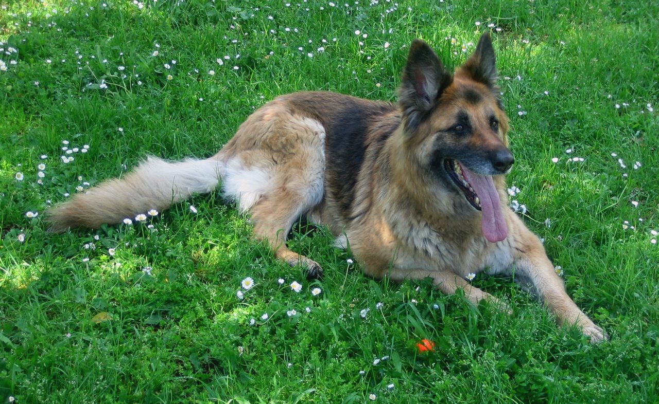 I cinque cani abbaiano troppo: il vicino querela i proprietari