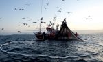 "I ristoranti chiusi condizionano il settore ittico ligure"
