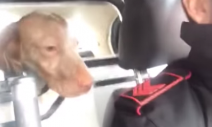 La gag dell'arresto di un cane (virale sul web) mette nei guai due carabinieri