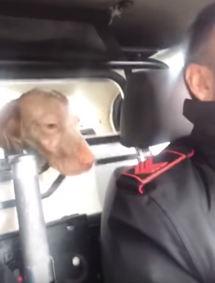 Roma difende i carabinieri nei guai per video gag con il cane
