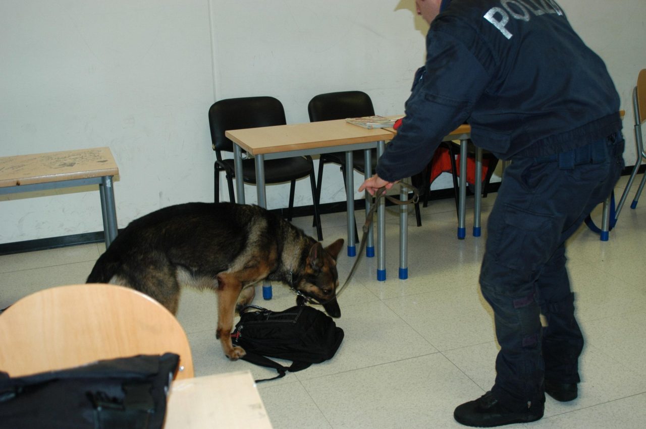 Il cane antidroga “fiuta” 5 grammi di marijuana nel bagno della scuola