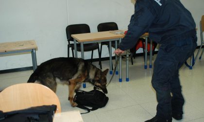 Il cane antidroga "fiuta" 5 grammi di marijuana nel bagno della scuola