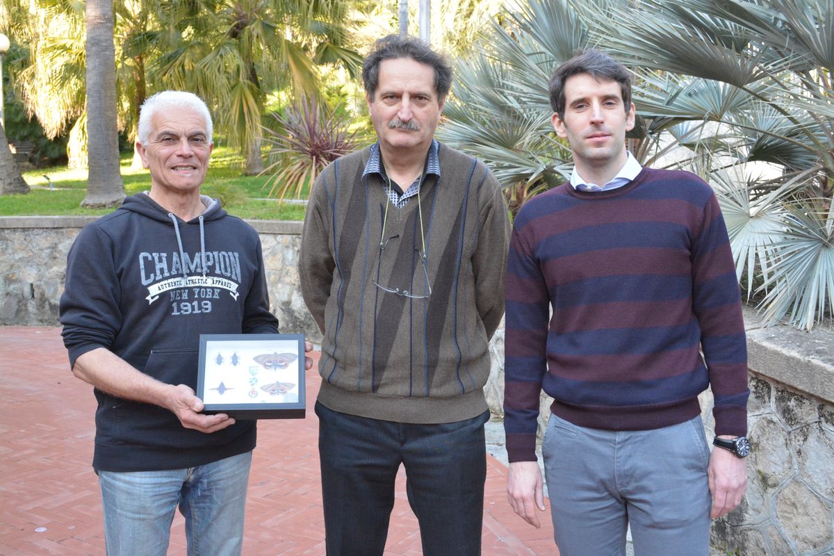 Sanremo: un fungo per annientare il famigerato punteruolo rosso della palma. Video e Foto