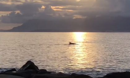 Avvistato un branco di delfini a pochi metri dalla riva a Ventimiglia. Video