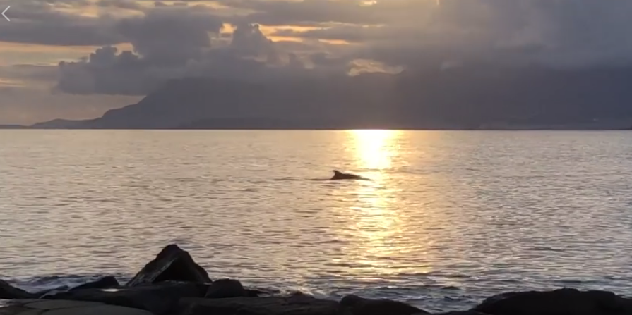 Avvistato un branco di delfini a pochi metri dalla riva a Ventimiglia. Video
