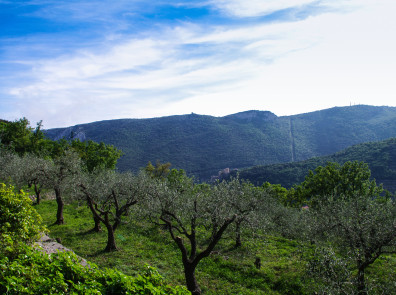 Boom di furti nelle aziende agricole del Ponente ligure
