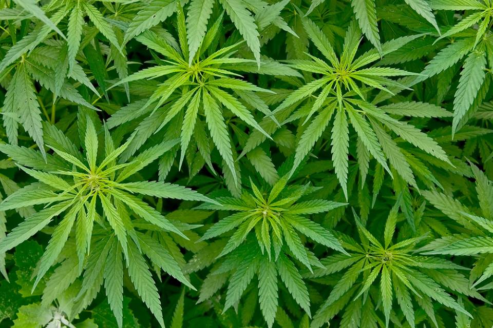 Coltivava marijuana in casa e in giardino: arrestato con 360 piante
