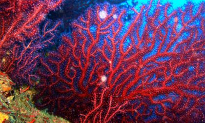 Sequestrate 8 tonnellate di coralli destinate al ponente ligure