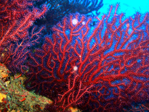 Sequestrate 8 tonnellate di coralli destinate al ponente ligure