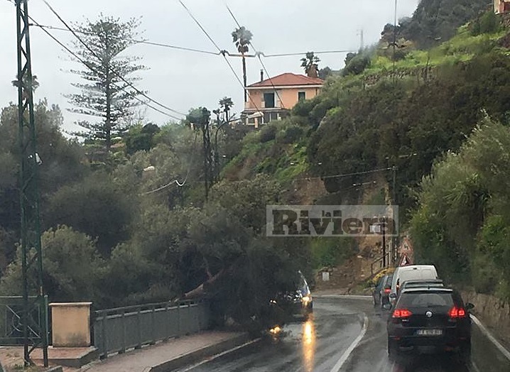 Albero si piega sulla strada sull’Aurelia a Bordighera, nessun ferito