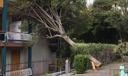 Il vento spezza un albero che si appoggia su un condominio a Bordighera