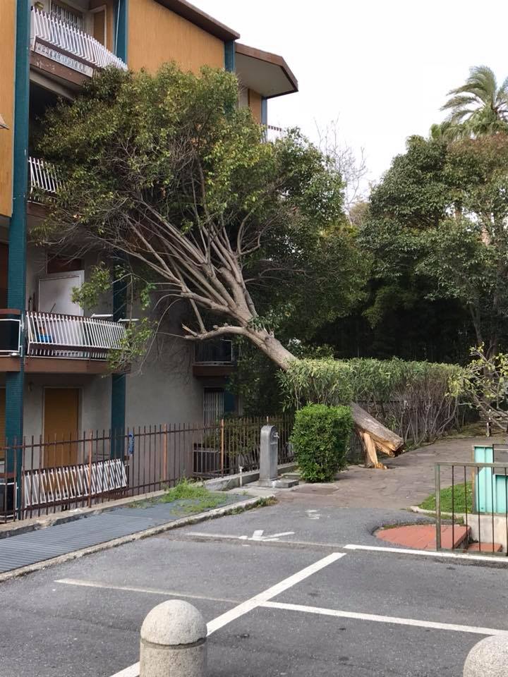 Il vento spezza un albero che si appoggia su un condominio a Bordighera