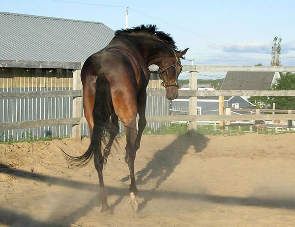 Bimba cade da cavallo. In elicottero al Gaslini