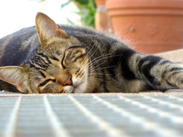 Uccisi 13 gatti nella stessa villa a Nizza