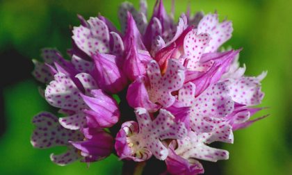 Lo spettacolo delle orchidee al padiglione Prediali continua fino al 5 maggio
