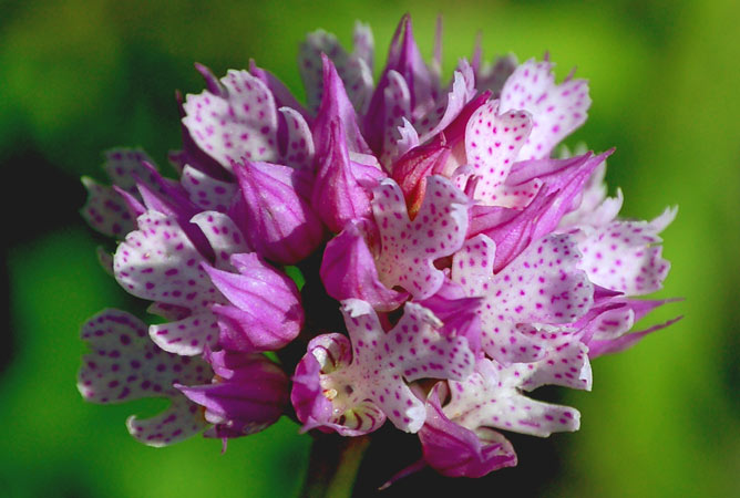 Lo spettacolo delle orchidee al padiglione Prediali continua fino al 5 maggio