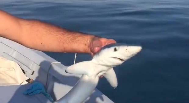 Salvato uno squaletto disperso nel porto di Mentone