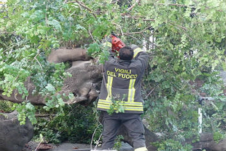 Riaperta la strada a Molini di Triora dopo la caduta di un albero