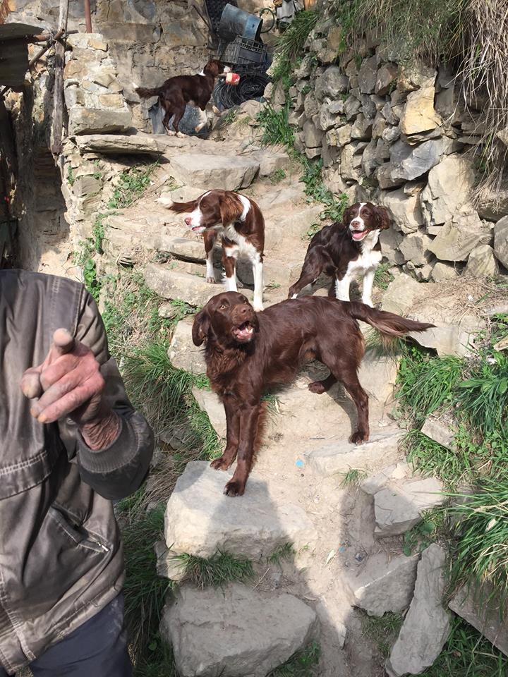 Il proprietario muore e i suoi nove cani spariscono nel nulla