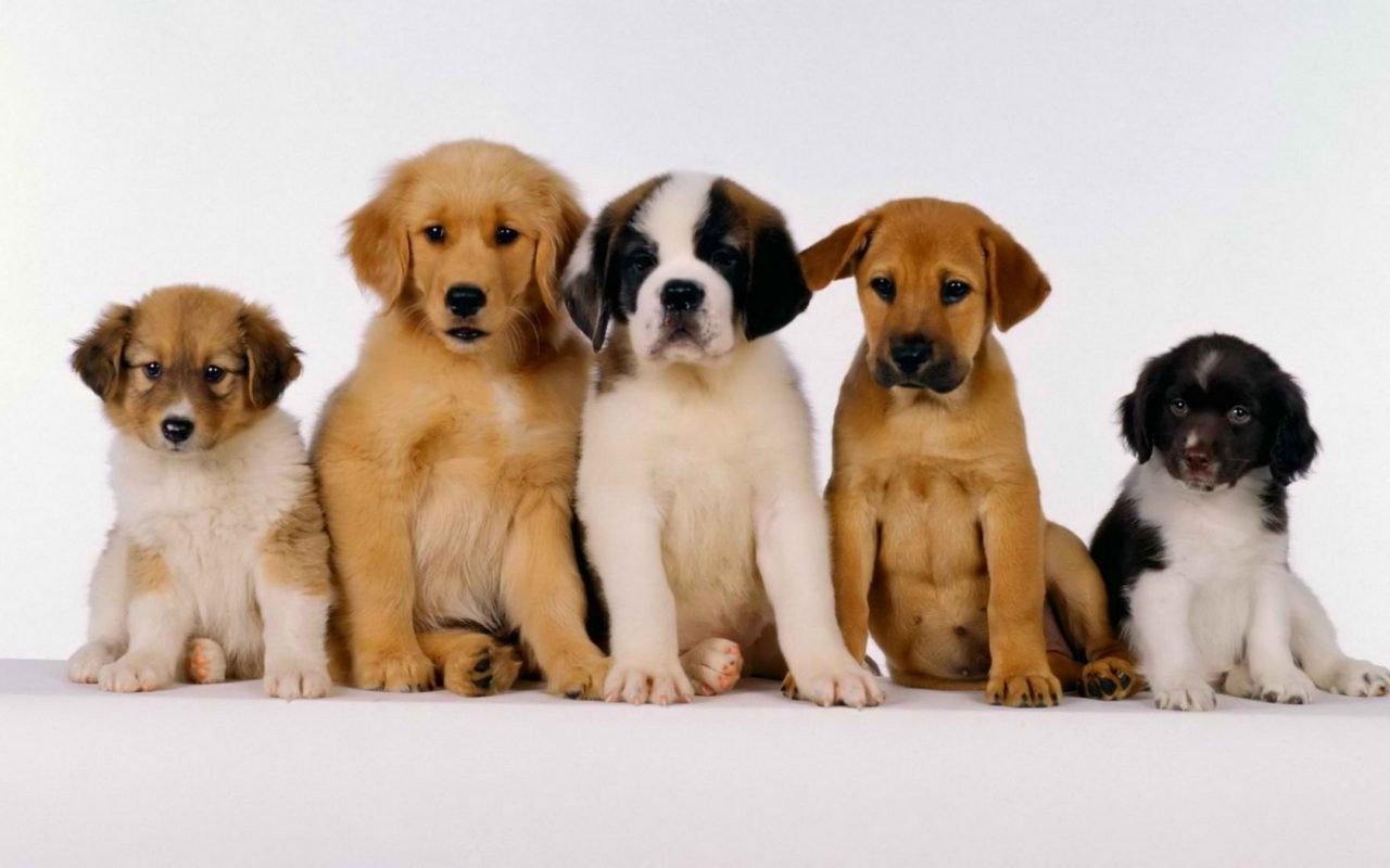 Esposizione canina aperta anche ai meticci