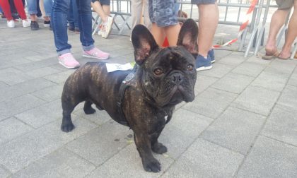 E' Osso il cane più bello del Golfo Dianese