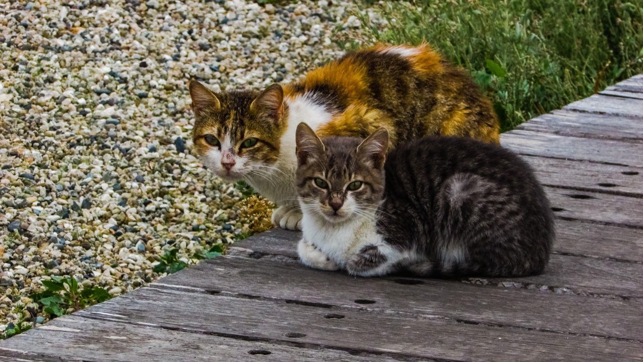 Censimento dei gatti randagi a Ventimiglia