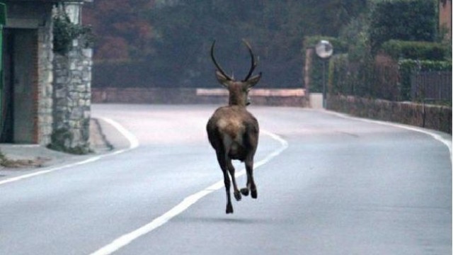Animali in pericolo Corsi per formare soccorritori