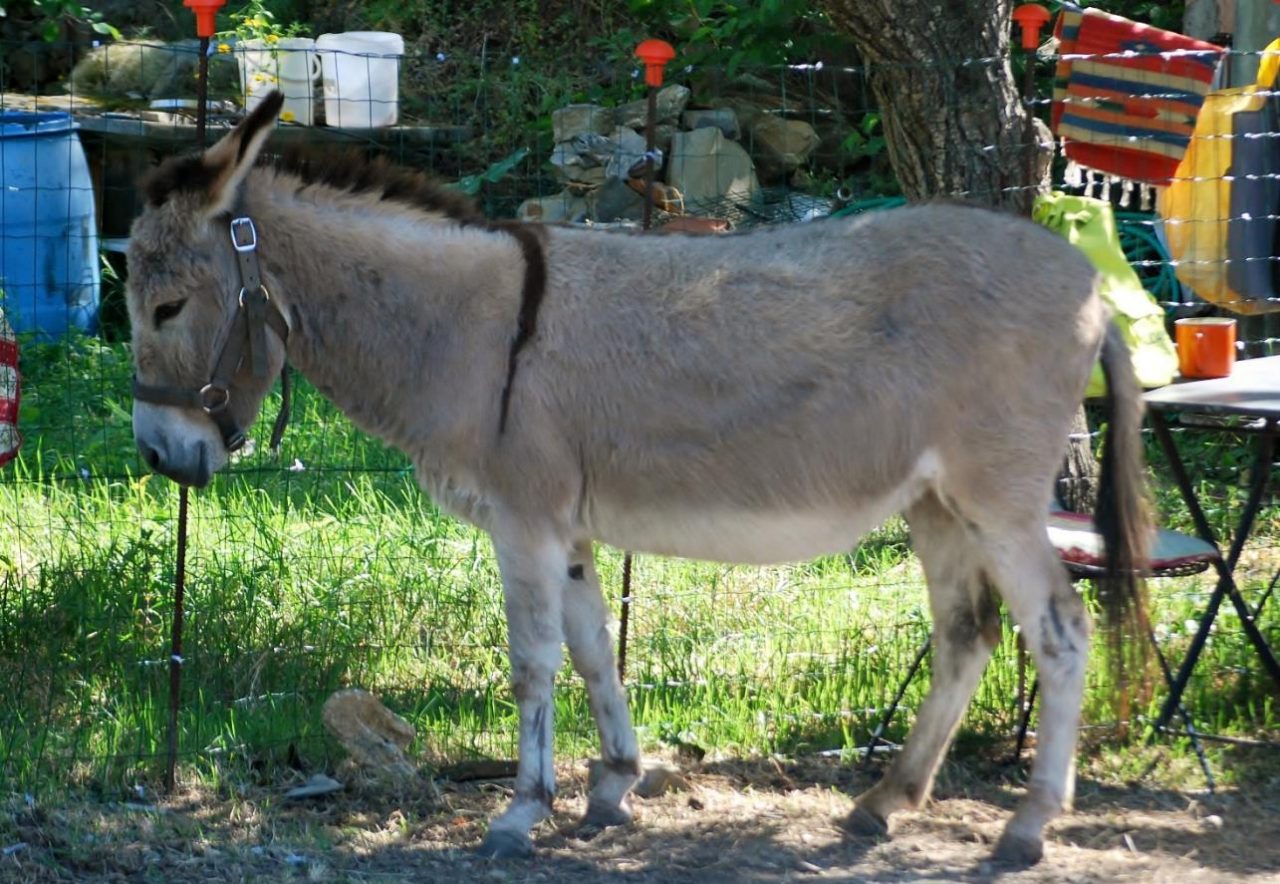 Passeggiata al Parco del Ciapà a passo d’asino