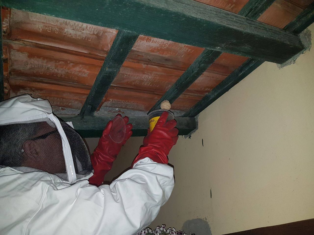 Attenzione alla vespa velutina: allarme nell’imperiese