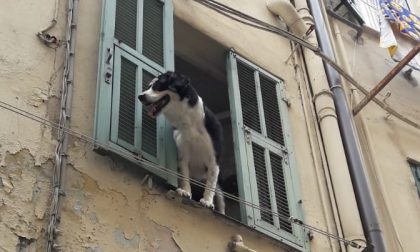 Timore in centro per un cane pericolosamente affacciato alla finestra