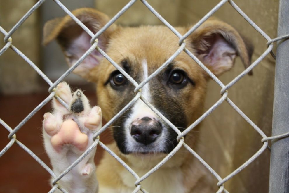 Sempre più animali abbandonati per crisi e divorzi