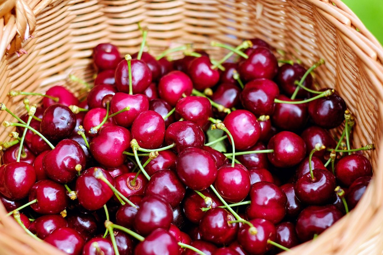 Torna la festa della ciliegia