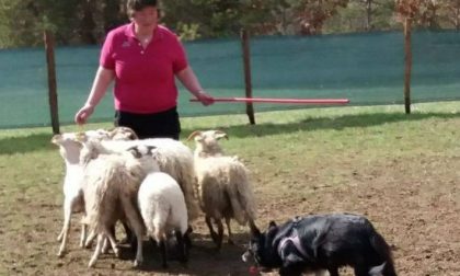 Strage di pecore: abbattuti undici capi in una sola notte