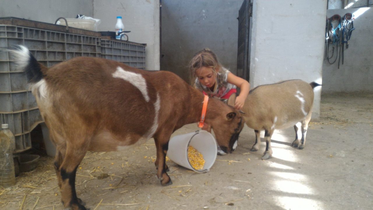 La fattoria didattica apre le sue porte la domenica