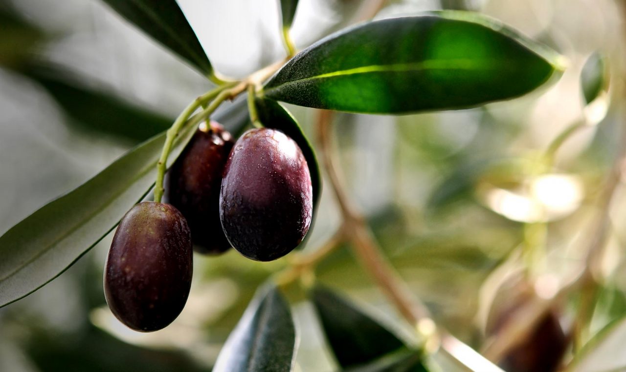 Il nostro comparto alimentare traina le esportazioni verso gli Usa