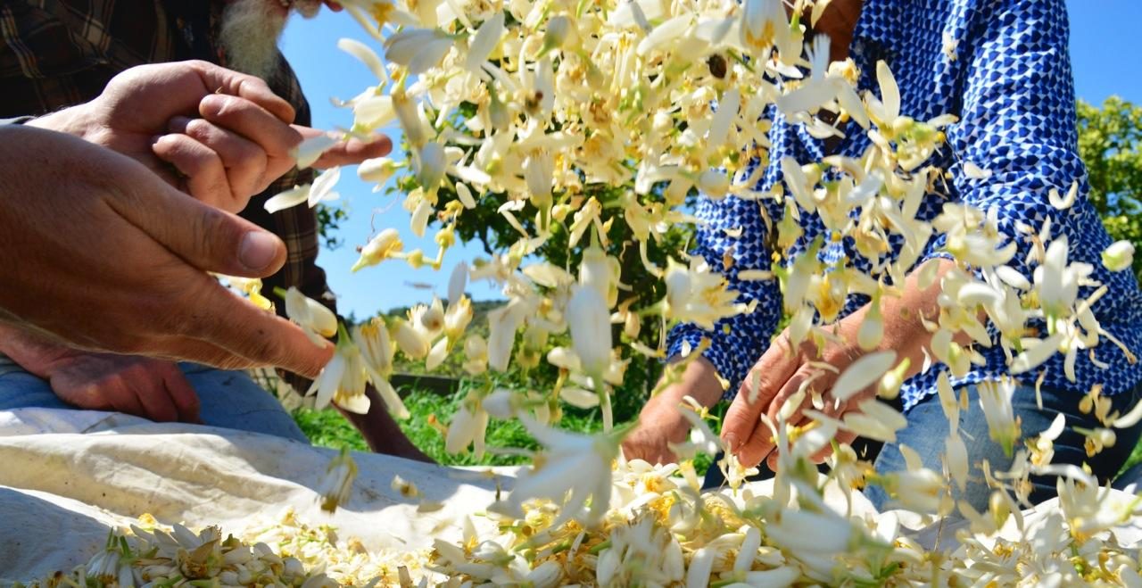 Verità, bugie e fior d’arancio a Vallebona