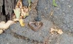 Avvistata una vipera in pieno centro a Sanremo